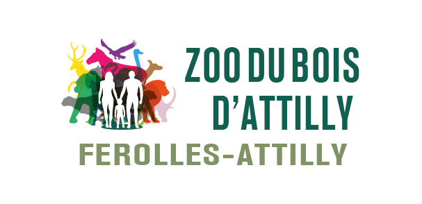 Logo-Attilly__1_.png